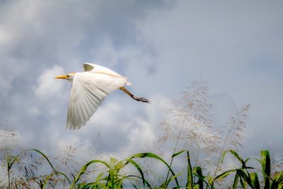 Low angle view of bird flying against sky