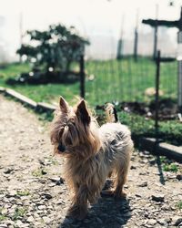 Sheep standing in a field