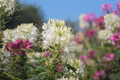 Close-up of pink flowering plants on field