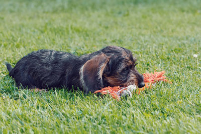 Dog relaxing on grass