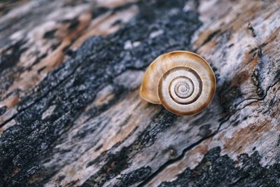 Close-up of snail on rock
