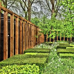 Footpath amidst trees in park