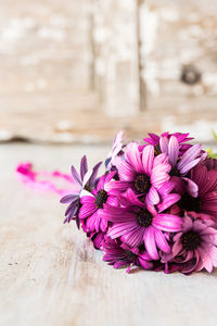 Close-up of pink flowers