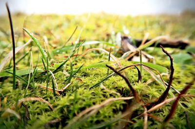 Close-up of plants growing on land