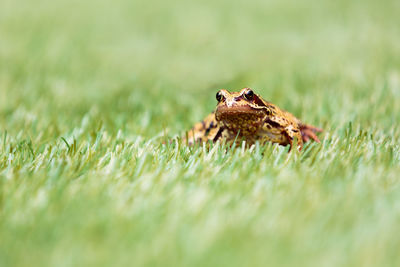 Close-up of hay on grassy field