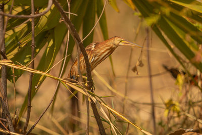 Close-up of bird perching on branch