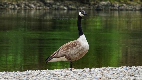 Bird in a lake