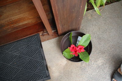 Close-up of potted plant