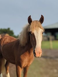 Close-up of a horse on field