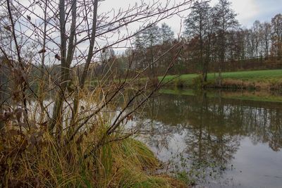 Scenic view of lake in forest against sky