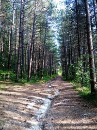Footpath amidst trees in forest