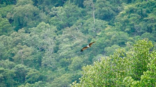 Bird flying amidst trees in forest