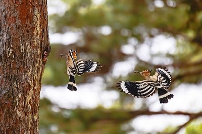 Butterfly on a tree