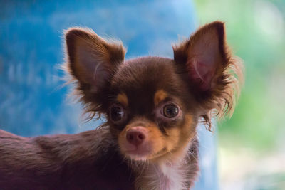 Close-up portrait of dog