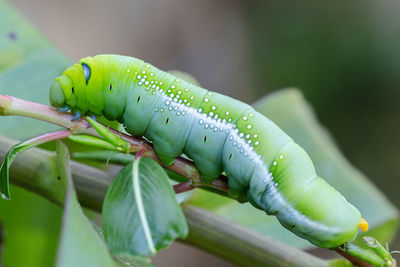 Close-up of insect on plant