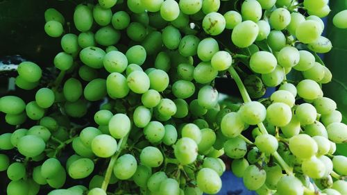 Full frame shot of grapes