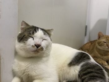 Close-up of a cat with eyes closed