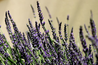 Close-up of purple lavender on field - background