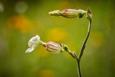 Close-up of flowering plant