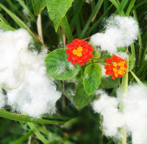 Close-up of white flowering plants