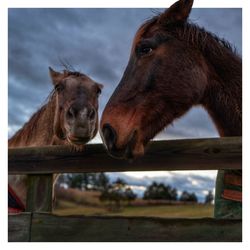 Close-up of two horses