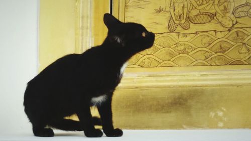 Cat looking away