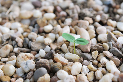 Close-up of pebbles