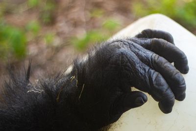 Close-up of human hand