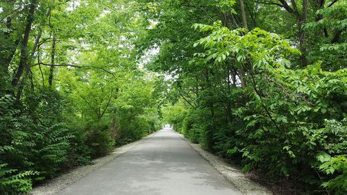 View of trees in forest