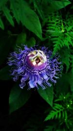 Close-up of purple flower