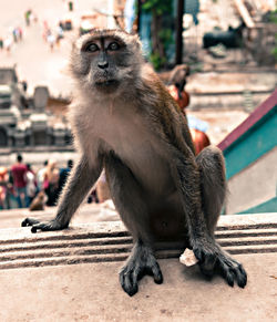 Portrait of monkey sitting on steps