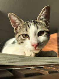 Close-up portrait of cat