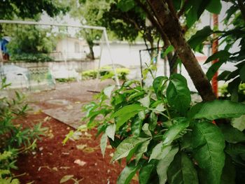 Close-up of fresh plants in greenhouse