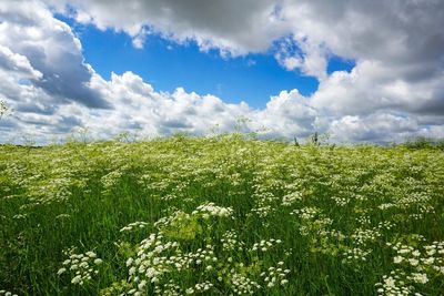 Scenic view of field against sky