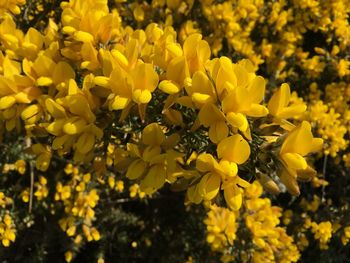 Yellow flowers blooming in field