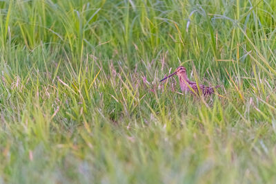 Close-up of lizard on grass