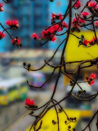 Close-up of red flowers on branch