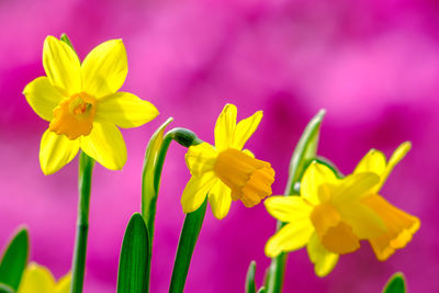 Close-up of yellow daffodil flowers