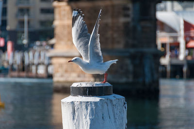 Seagull perching on wooden post