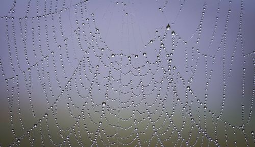 Full frame shot of wet spider web