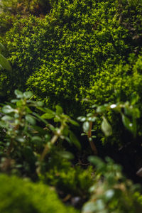 Close-up of moss growing on tree