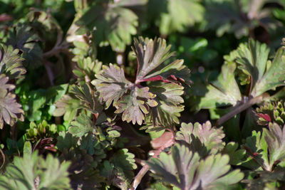 Close-up of flowering plant leaves in yard