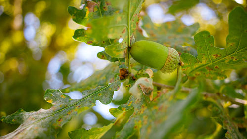 Close-up of fruits growing on tree