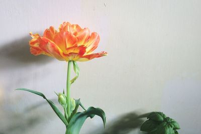 Close-up of flower against blurred background