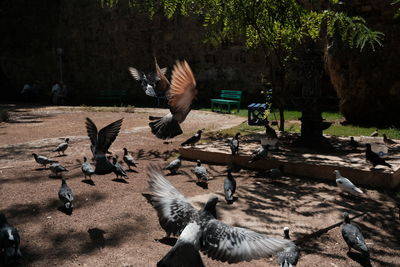 View of birds flying over trees