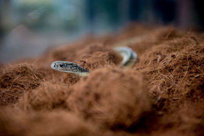 Close-up of snake