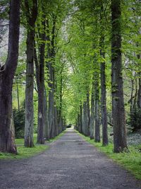 Road amidst trees in forest