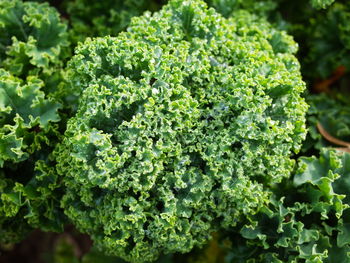 High angle view of fresh green plants