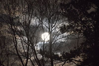 Low angle view of bare trees against sky