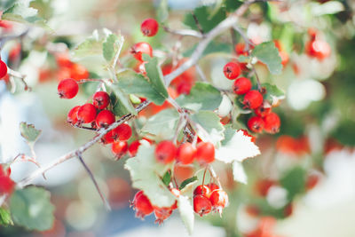 Close-up of berries growing on tree